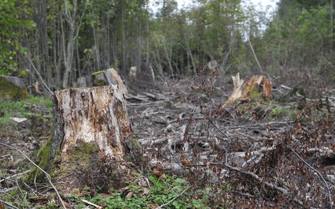 Metsaraie, arhiivifoto.