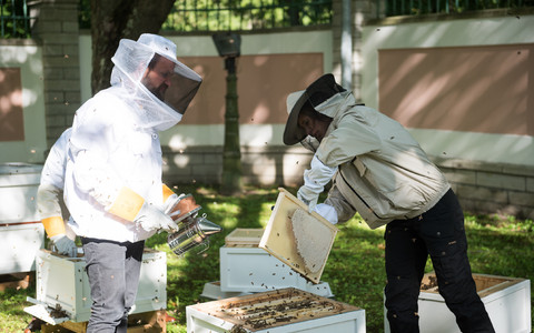 Kadrioru mesitarudest võetakse mett
