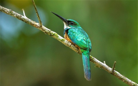 Hästi on teada vaid 5,7 % Kesk- ja Lõuna-Ameerikas elutsevate läiklindude pesitsusökoloogia. Pildil punasaba-läiklind, Galbula ruficauda.