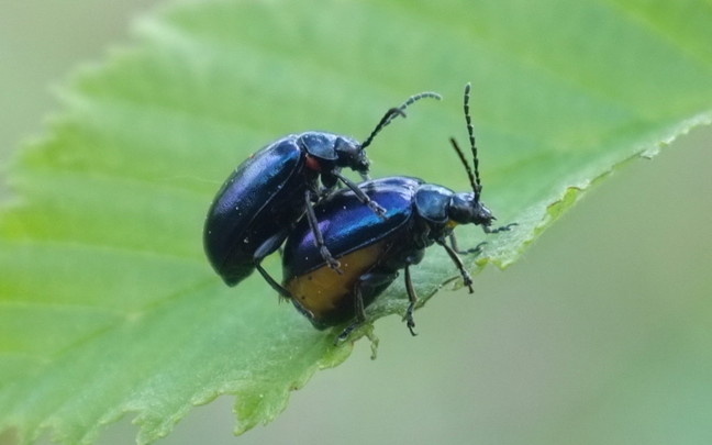 Lepapoidel on emased klassikaliselt isastest suuremad.