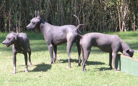 Mehhiko karvutu koera aretasid asteegid. Väidetavalt oli karvutut koera parem tulel küpsetada.