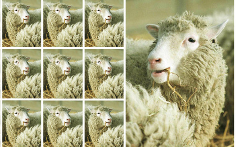 Dollyt ei kimbutanud tervisehädad sagedamini kui loomulikul teel ilmale tulnud lambaid.