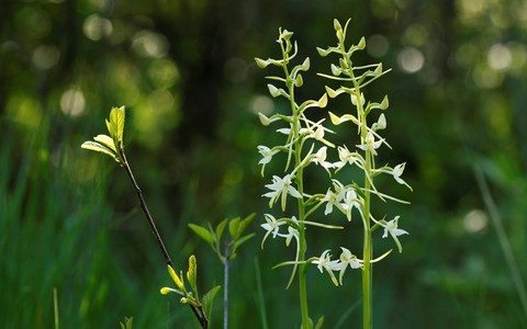 Kahelehine käokeel ehk rahvapäraselt ööviiul soometsas.